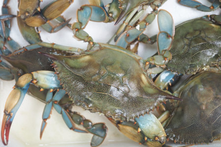 Fresh blue crabs for sale at the local seafood marketの写真素材