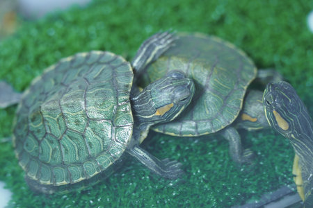 Turtles resting on green artificial grass indoors