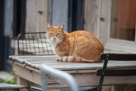 Orange cat sits on a wooden table in a quiet areaの写真素材