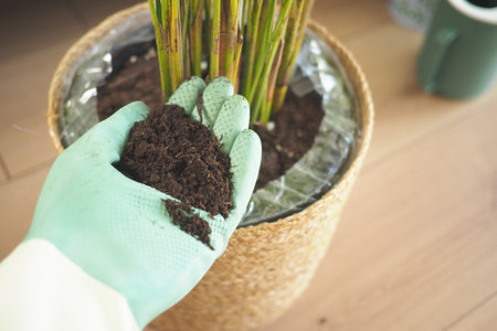 Gardening tips for indoor plants during spring timeの写真素材