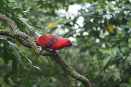 Bird sits on branch in forest during daylight hours
