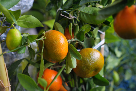 Citrus fruits growing on tree branches in garden setting