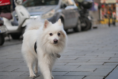 White dog walks on city street near parked cars. lost dog concept