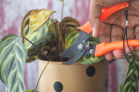 Pruning plants in a home garden with hand tools