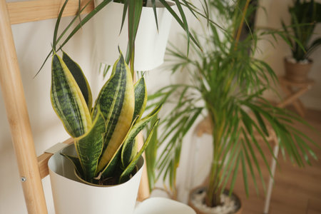 Indoor plants in a bright room with green decorの写真素材