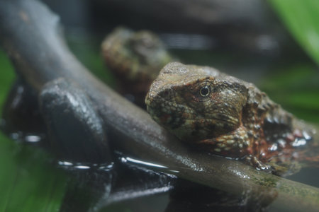Lizard resting on a wooden branch in a small water habitatの写真素材
