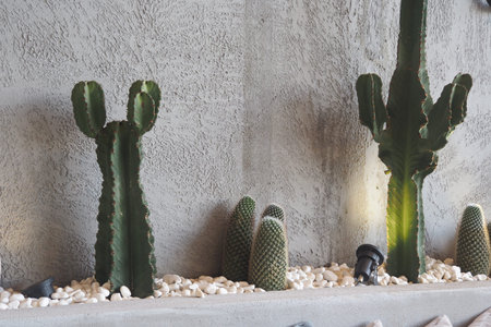 Cactus plants in a modern indoor setting with stonesの写真素材