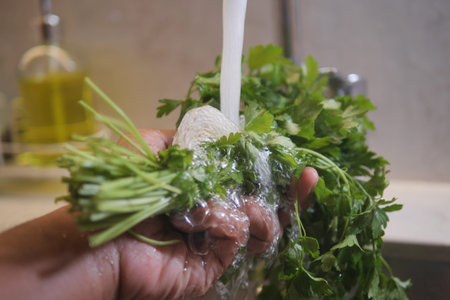 Washing fresh cilantro under running water in a kitchen sinkの写真素材