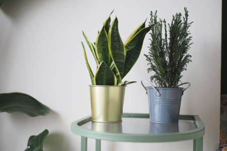 Plants in pots on a table in a bright room settingの写真素材