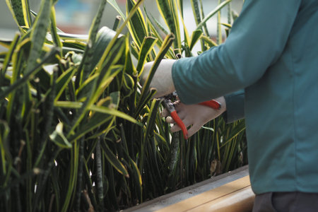 Person trims plants in a garden on a bright dayの写真素材
