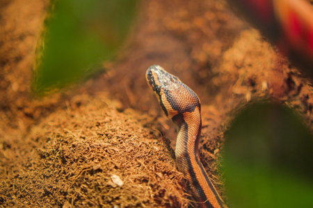 Brown snake moves over the ground in its habitat