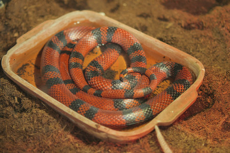 Snake in water at wildlife center during daytime hours