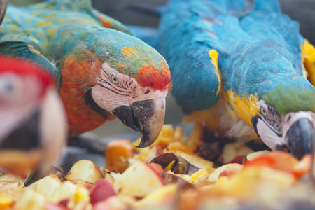 Parrots eat fruit in tropical setting near rainforest