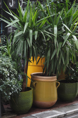 Plants in pots near a building on a city streetの写真素材