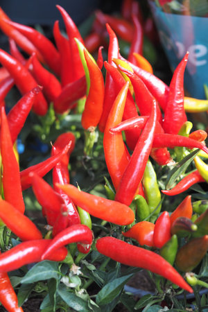 Fresh chili peppers in a market display during the day