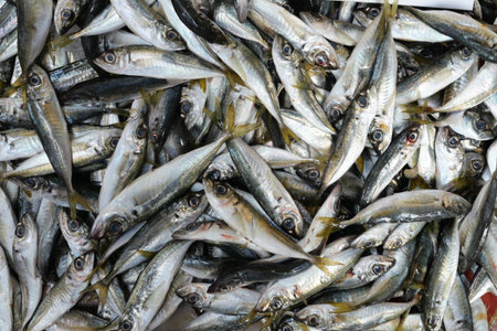 Fresh fish gathered at local market in summer season