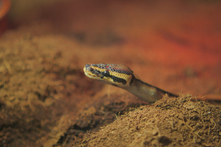 Snake emerges from burrow in a warm setting