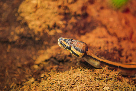 Snake on brown soil in a natural setting near vegetation