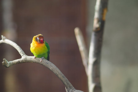 Colorful bird sits on a branch in daylight