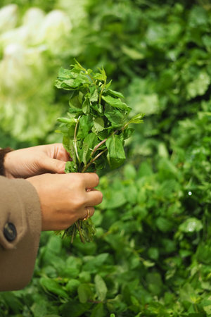 Hands hold fresh herbs in a market setting