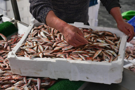 Fisherman sorts fresh fish at the market in early morning