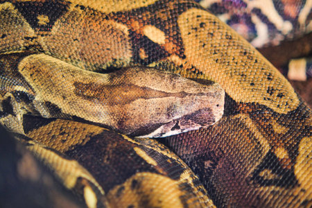 Close look at a snake in its natural environment