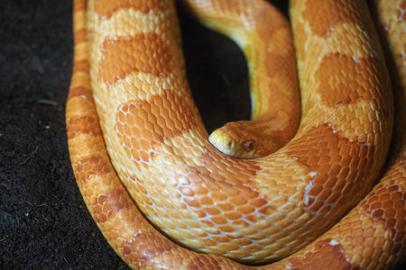 Snake curled on black surface in close-up view