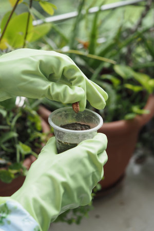 Hands planting a seed in a small cup with soil