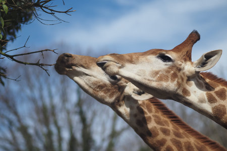 Two giraffes reach for leaves in a green area under a clear blue sky