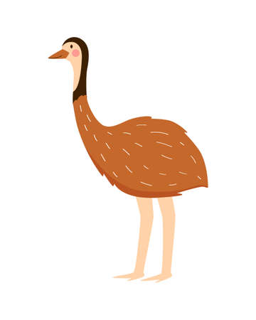 Large flightless Australian bird. Ostrich emu vector illustration in cartoon styleのイラスト素材
