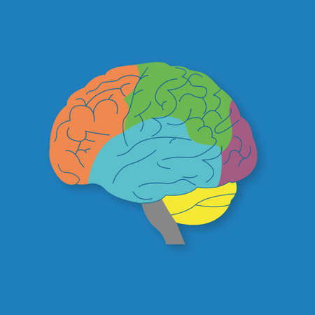 Parts of human brain. Section of central nervous system. Brain CNS. Brain cortex lobes side view. Vectorのイラスト素材
