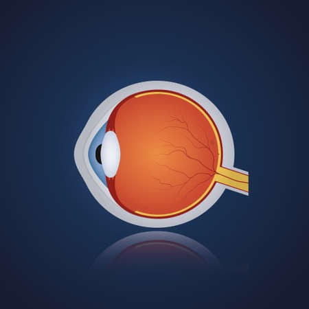 Structure of anatomy human eye. Realistic eyeball on blue background. Side view. Vector illustrationのイラスト素材