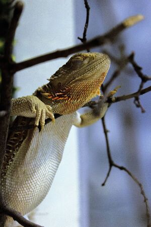 iguanaの写真素材