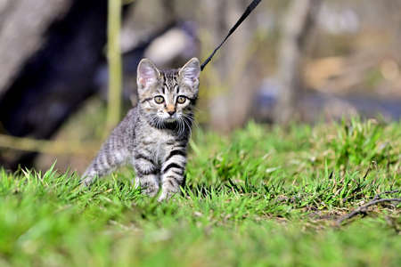 A pet for the first time on a walk in the parkの写真素材