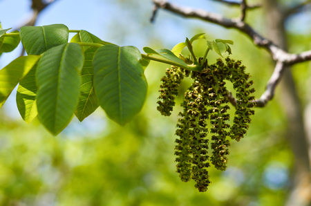 bright and juicy green leaves, template for greeting cards and backgroundsの写真素材