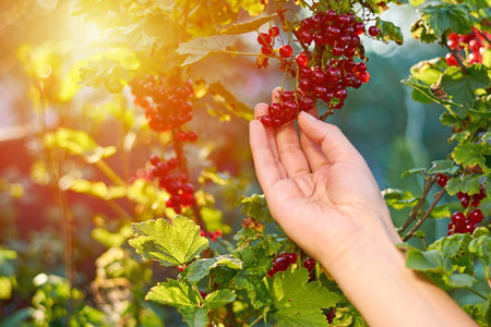 girl grab red currant in garden at sunset or sunrise, rural concept, sunlight.