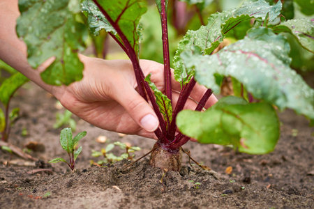 girl takes out red beets from ground with her hands, healthy food concept.