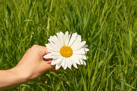 a girl holds chamomile in hand. Big white Daisy with yellow world-renowned place. Health and beauty concept.の写真素材