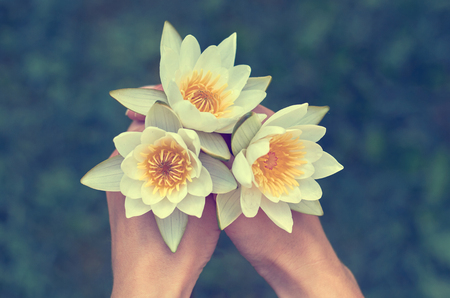 girl holding a bunch of water lilies. The concept of beauty and purity of nature. three white water lilies with yellow world-renowned place.の写真素材