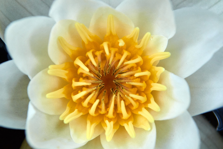 white water lilies with yellow center on the water. Macro photo.の写真素材