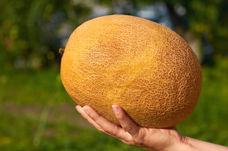 Orange melon rests in the hands of the girl that just got her from the garden. The concept of rural life and organic food.の写真素材