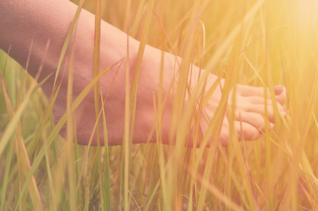 Beautiful women's leg in the grass on the field, in the rays of sunset. The concept of unity with nature, sunlight.の写真素材