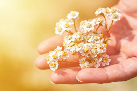 a girl holds flowers by hand. Bouquet of field flowers. Concept of freshness, unity with nature.の写真素材