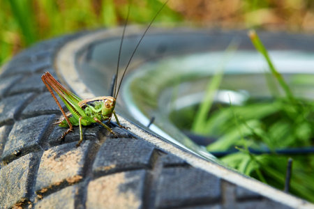 Green grasshopper sits on the wheel with a tread.の写真素材
