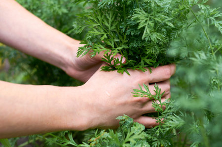 The girl pulls the ripe young carrots with her hand from the beds. Concept of rural life and domestic vegetables.の写真素材