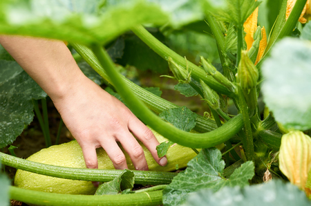 The girl pulls a young vegetable marrow from the garden with her hand. Concept of rural life and domestic vegetables.の写真素材