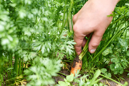 The girl pulls the ripe young carrots with her hand from the beds. Concept of rural life and...