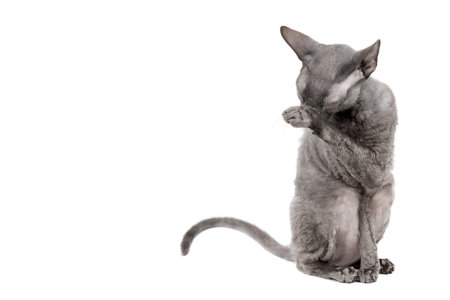 Oriental shorthair cat sittingand washing oneself, gray animal pet, domestic kitty, purebred Cornish...