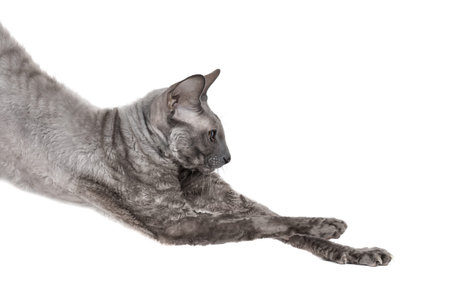 Oriental shorthair cat stretching, gray animal pet, domestic kitty, purebred Cornish Rex.
