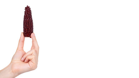 Indian Corn in hand isolated on white background. copy space, template.の写真素材